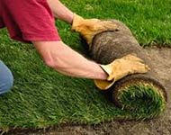 Coir Fiber