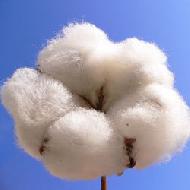 Coir Fiber