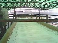 Coir Fiber