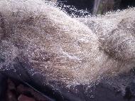 Coir Fiber