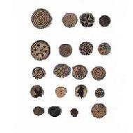 Coir Fiber
