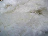 Coir Fiber