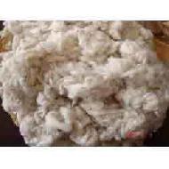 Coir Fiber