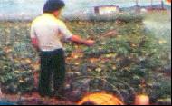 Coir Fiber