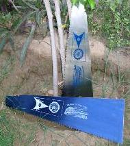 Coir Fiber