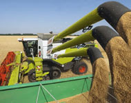 Coir Fiber