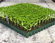 Coir Fiber