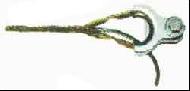 Coir Fiber