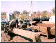 Coir Fiber