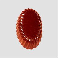 Coir Fiber