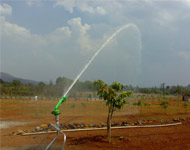 Coir Fiber