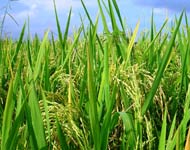 Coir Fiber