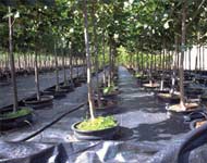 Coir Fiber