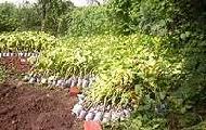 Coir Fiber