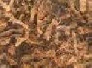 Coir Fiber