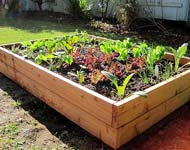 Coir Fiber