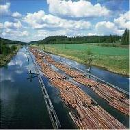 Coir Fiber