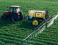 Coir Fiber