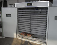 Coir Fiber