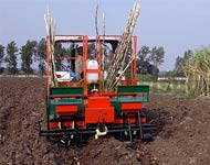 Coir Fiber