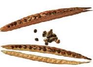 Coir Fiber