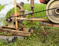 Coir Fiber