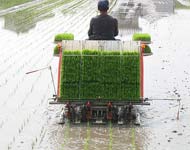Coir Fiber
