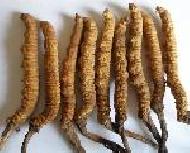 Coir Fiber
