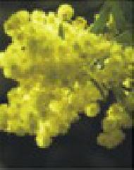 Coir Fiber