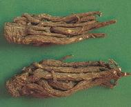 Coir Fiber
