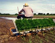 Coir Fiber