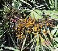 Coir Fiber