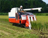 Coir Fiber