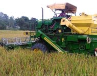 Coir Fiber