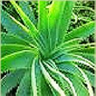 Coir Fiber