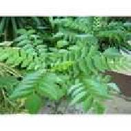 Coir Fiber