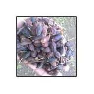 Coir Fiber