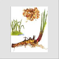 Coir Fiber