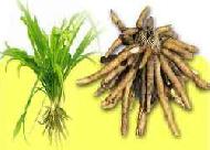 Coir Fiber