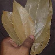 Coir Fiber