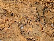 Coir Fiber