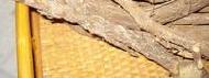 Coir Fiber