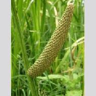 Coir Fiber
