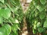 Coir Fiber