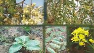 Coir Fiber