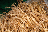 Coir Fiber