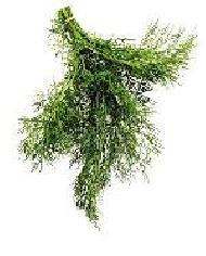 Coir Fiber