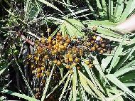 Coir Fiber