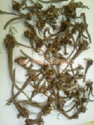 Coir Fiber