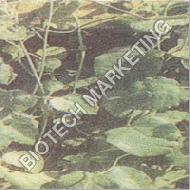 Coir Fiber